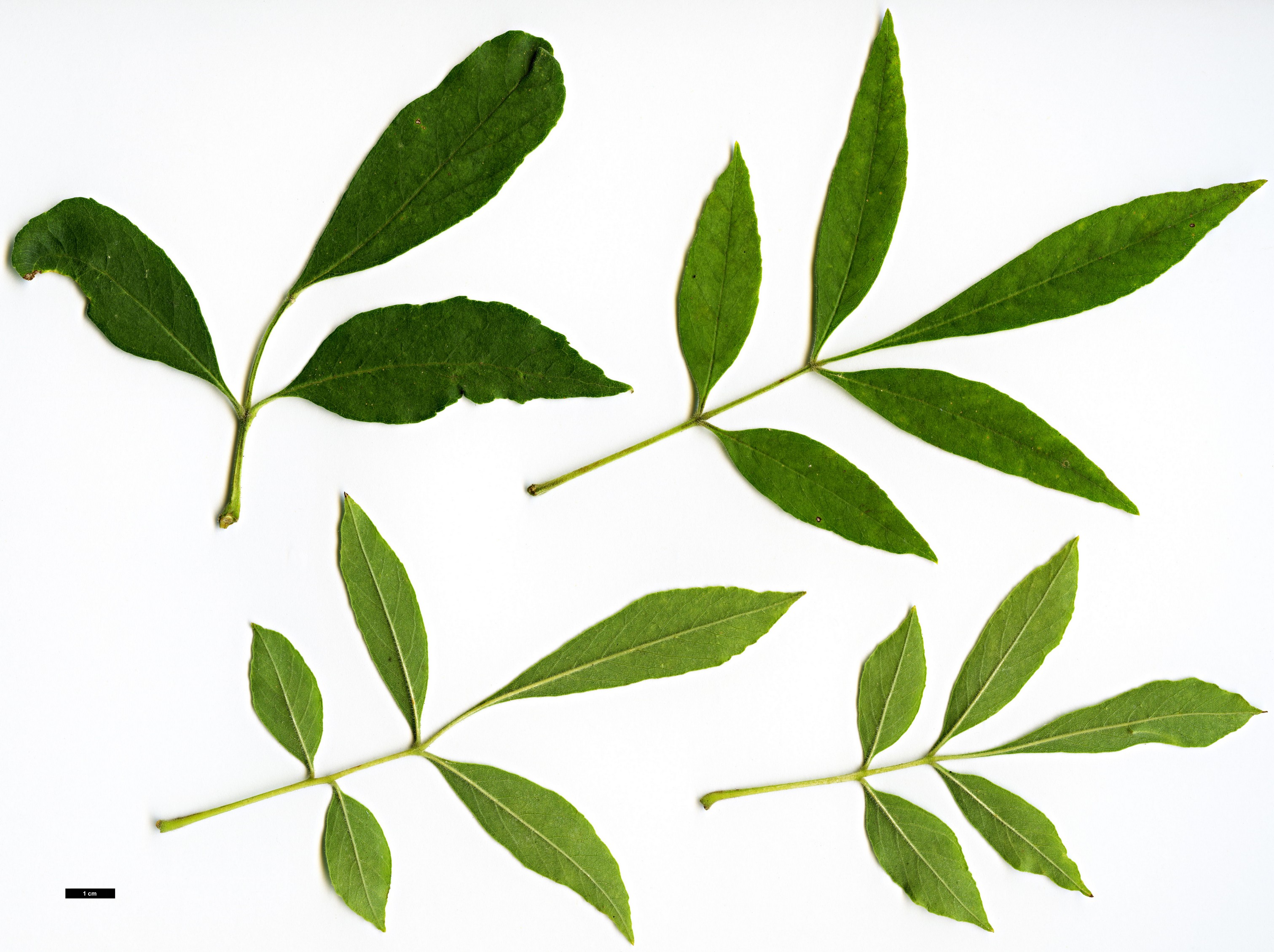 High resolution image: Family: Oleaceae - Genus: Fraxinus - Taxon: velutina - SpeciesSub: var. toumeyi 